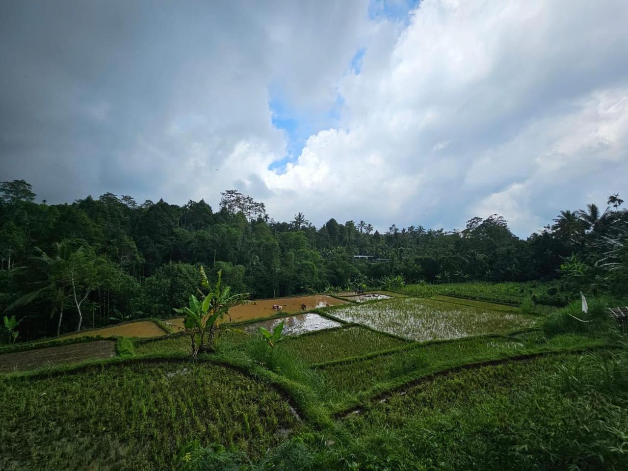 Avocado Homestay Tetebatu Ngoại thất bức ảnh