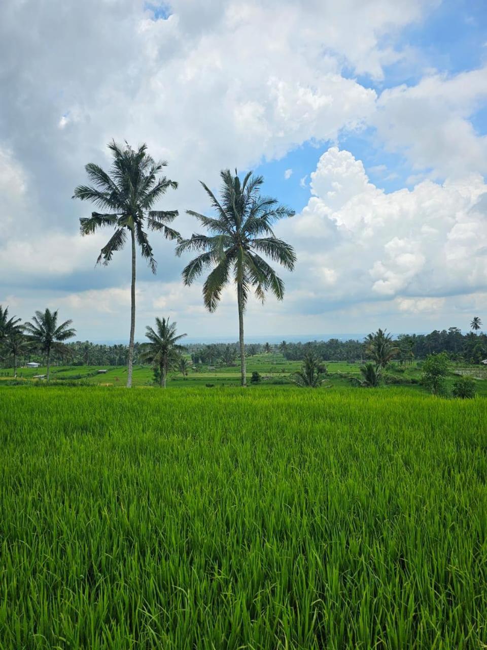 Avocado Homestay Tetebatu Ngoại thất bức ảnh