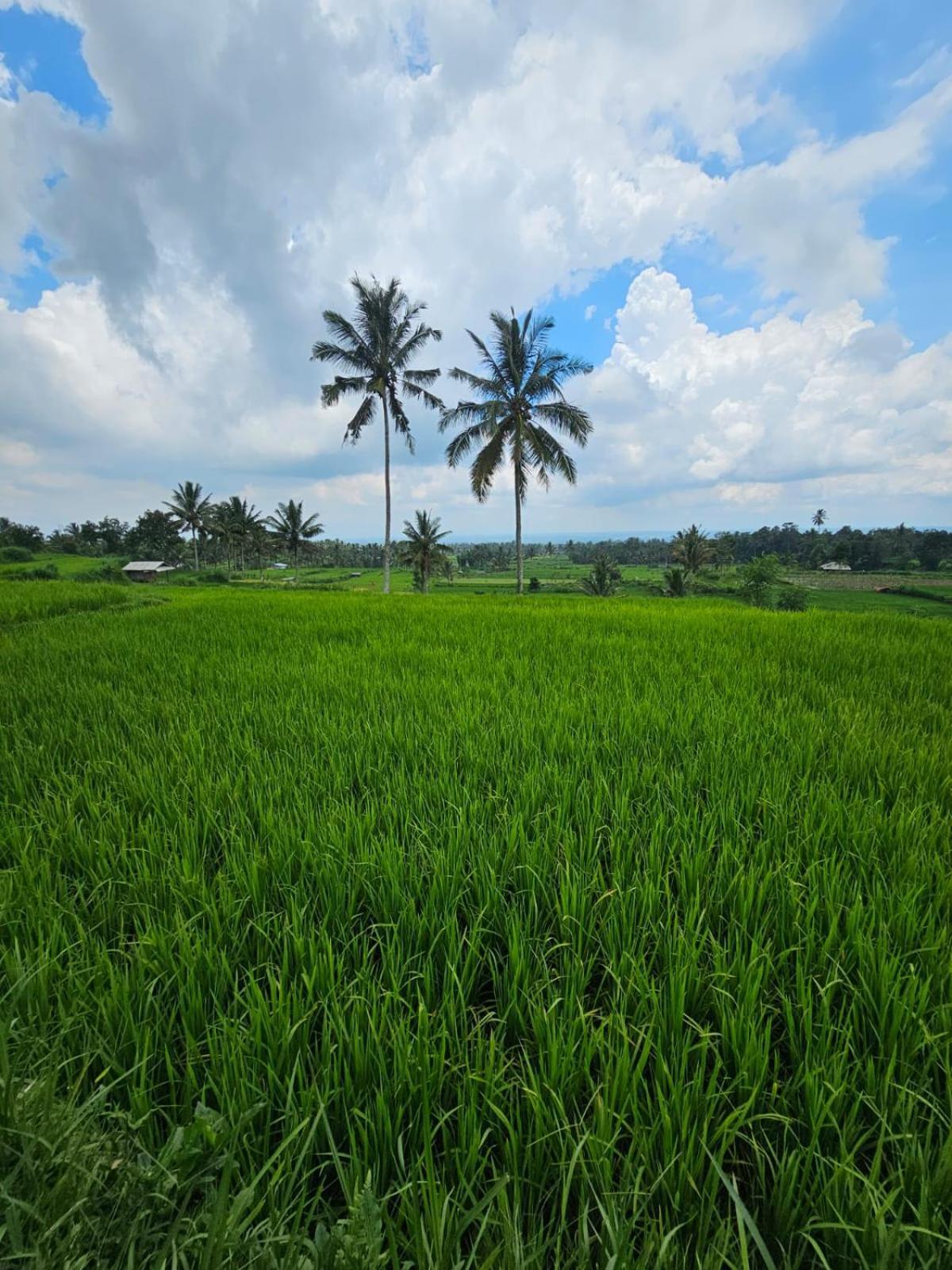 Avocado Homestay Tetebatu Ngoại thất bức ảnh