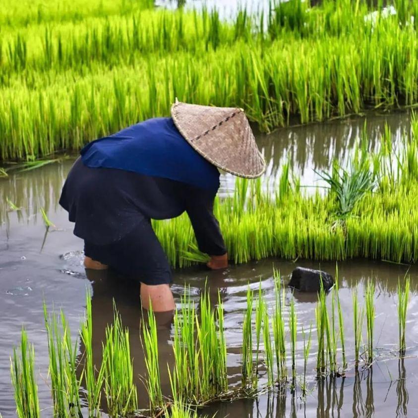 Avocado Homestay Tetebatu Ngoại thất bức ảnh