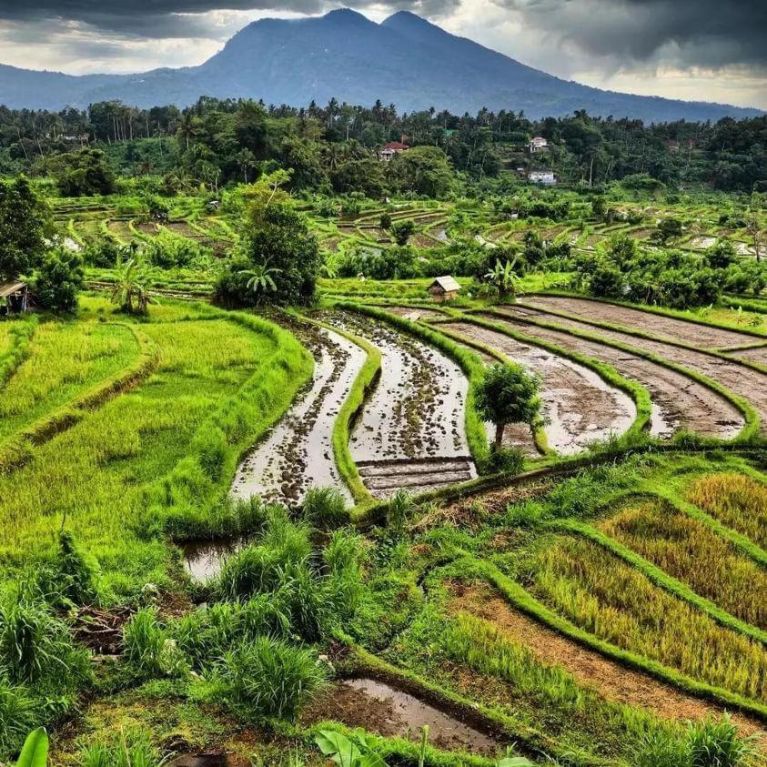 Avocado Homestay Tetebatu Ngoại thất bức ảnh