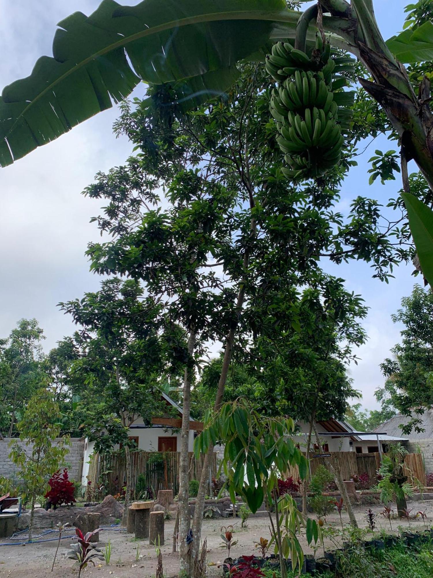 Avocado Homestay Tetebatu Ngoại thất bức ảnh