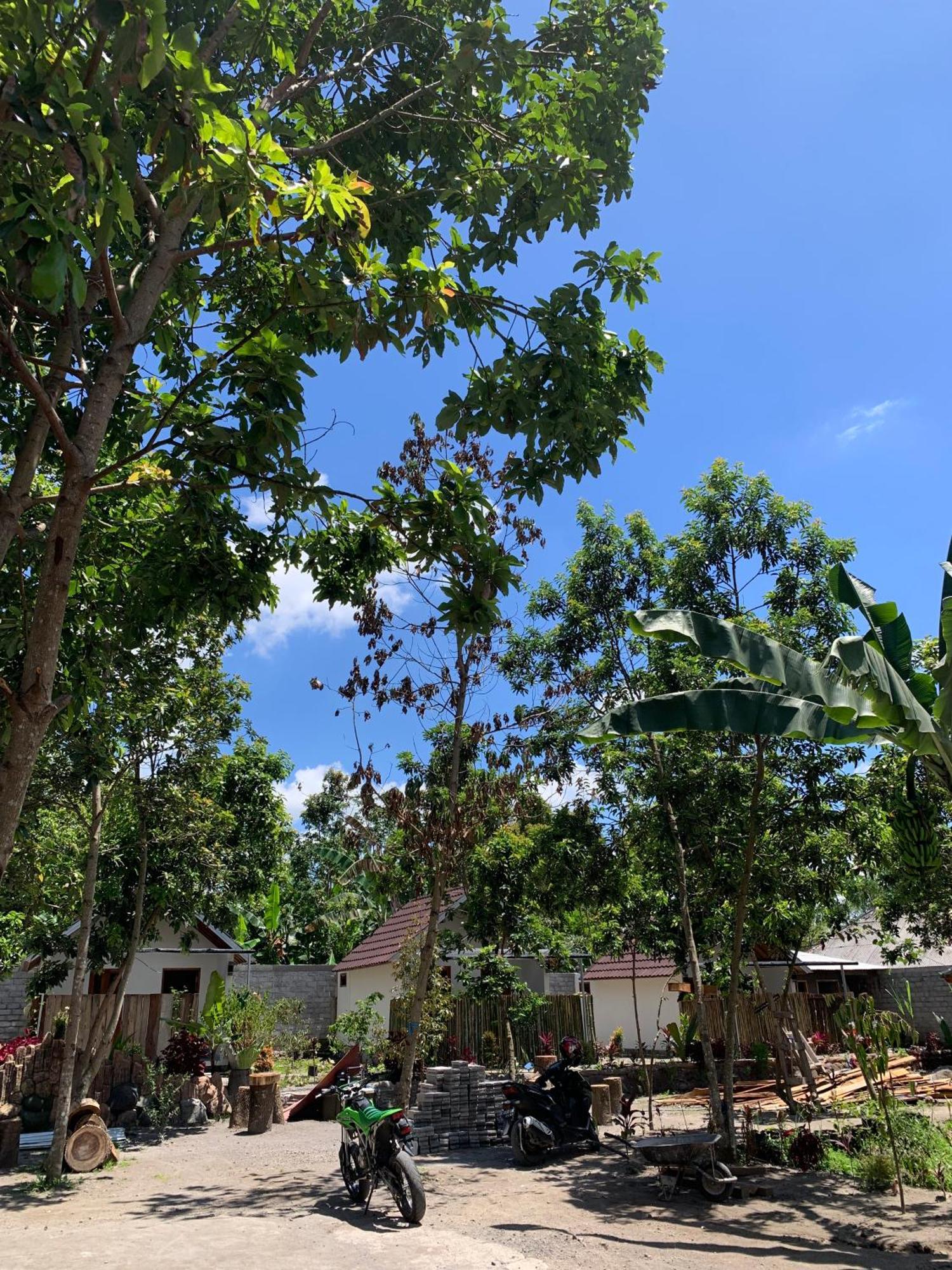 Avocado Homestay Tetebatu Ngoại thất bức ảnh