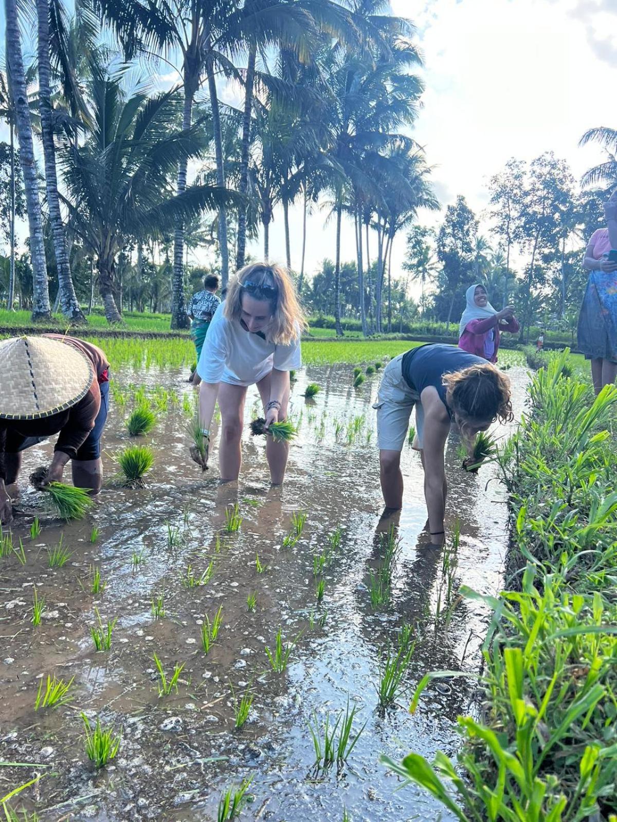 Avocado Homestay Tetebatu Ngoại thất bức ảnh