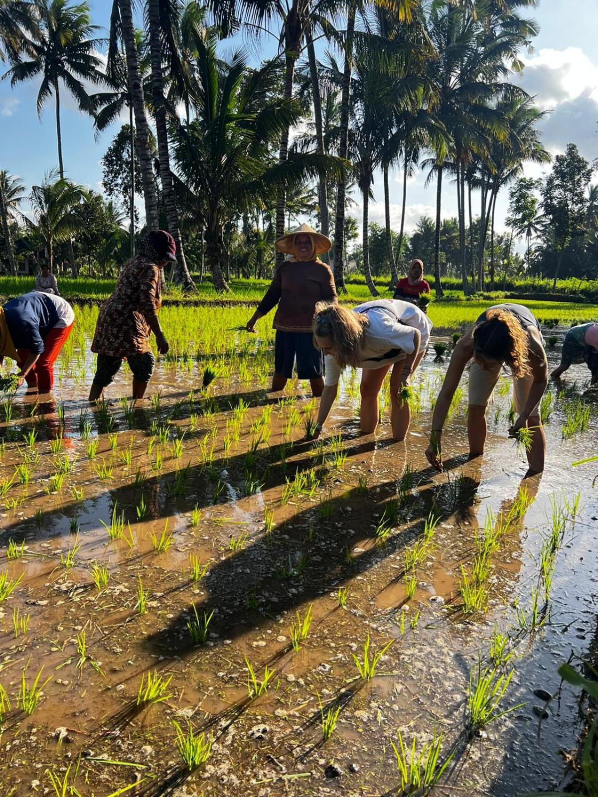 Avocado Homestay Tetebatu Ngoại thất bức ảnh