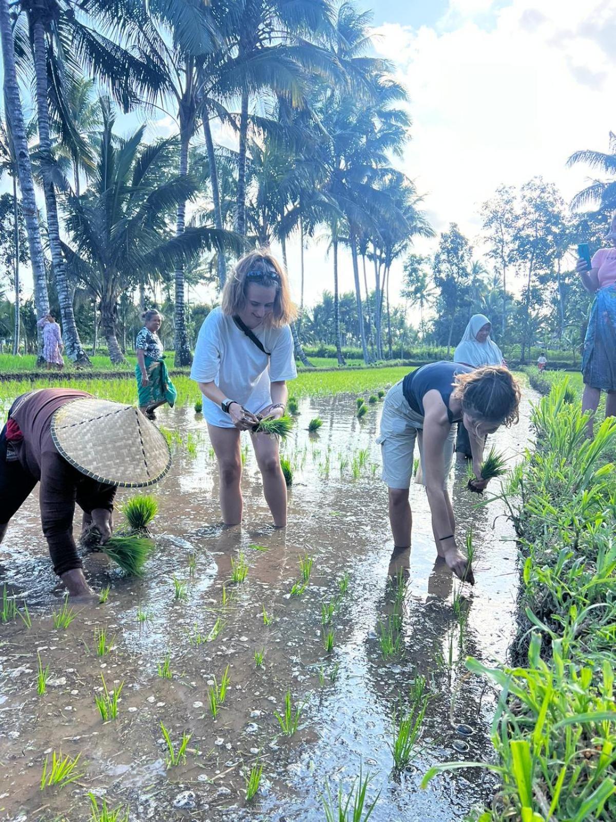 Avocado Homestay Tetebatu Ngoại thất bức ảnh